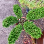 Borievka prostredná (Juniperus x media) ´MINT JULEP´ - výška 60-80 cm, kont. C90L - BONSAJ - DECO MISA